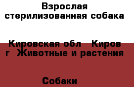 Взрослая стерилизованная собака - Кировская обл., Киров г. Животные и растения » Собаки   